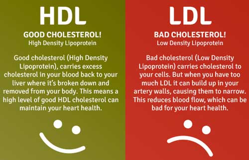 Good cholesterol and bad cholesterol