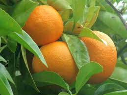 citrus aurantium